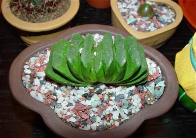 贵到离谱的多肉玉扇这样处理侧芽叶子肥厚多汁