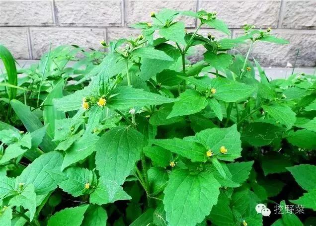 牛膝菊,又名辣子草,兔儿草,铜锤草,向阳花,珍珠草等,是菊科牛膝菊属