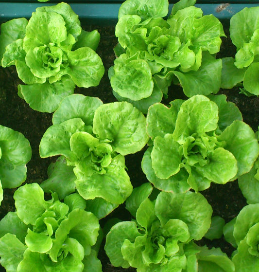 最适合家庭种植的盆栽蔬菜,关键好吃还省钱,种在阳台产量高!