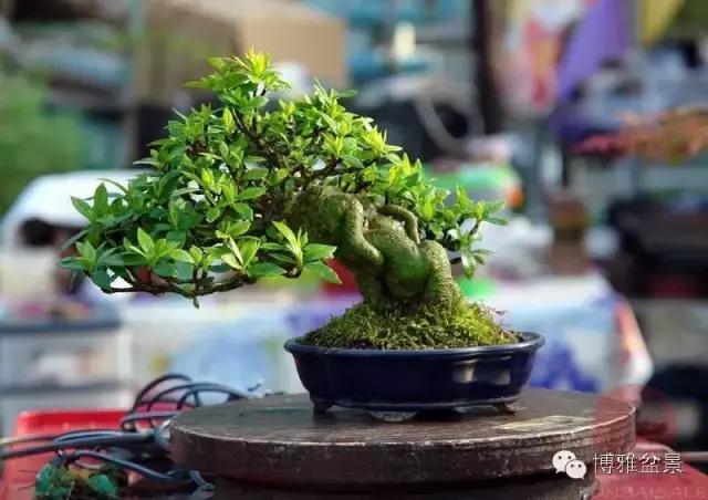 一生守候的盆景 栀子花|栀子|栀子花|盆景_新浪新闻