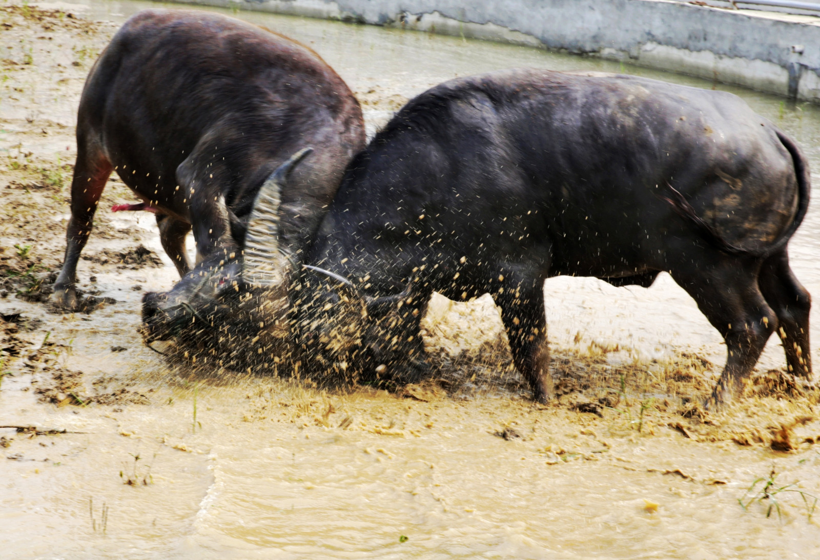 国庆久红看斗牛欢度苗族吃新节