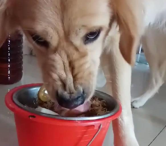 主人"冒险"拍摄画面,大家感受一下,觉得这眼神好可怕呀!