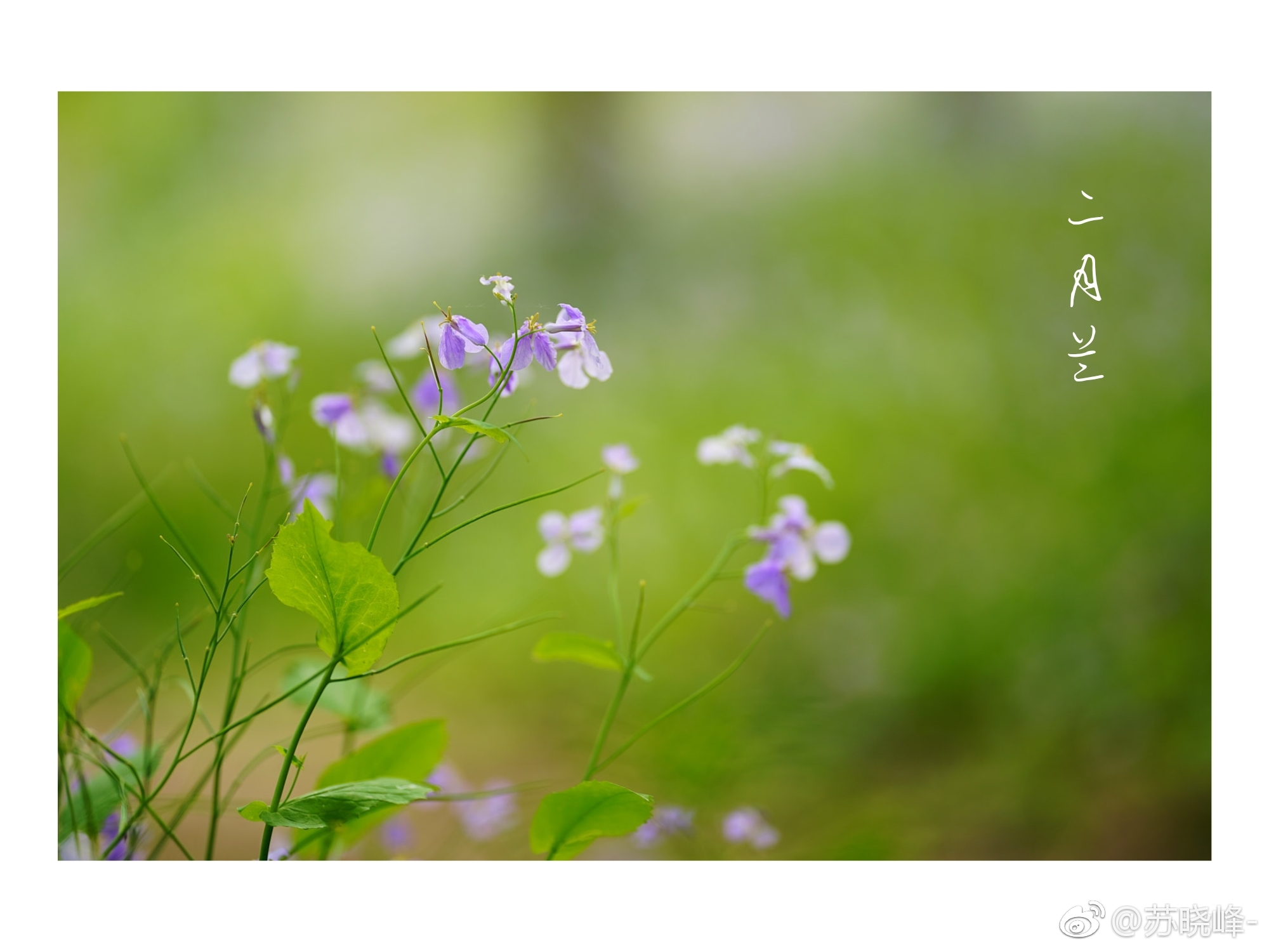 二月兰 又名诸葛菜 摄于奥森南园 二月兰 又名诸葛菜 摄于奥森南园