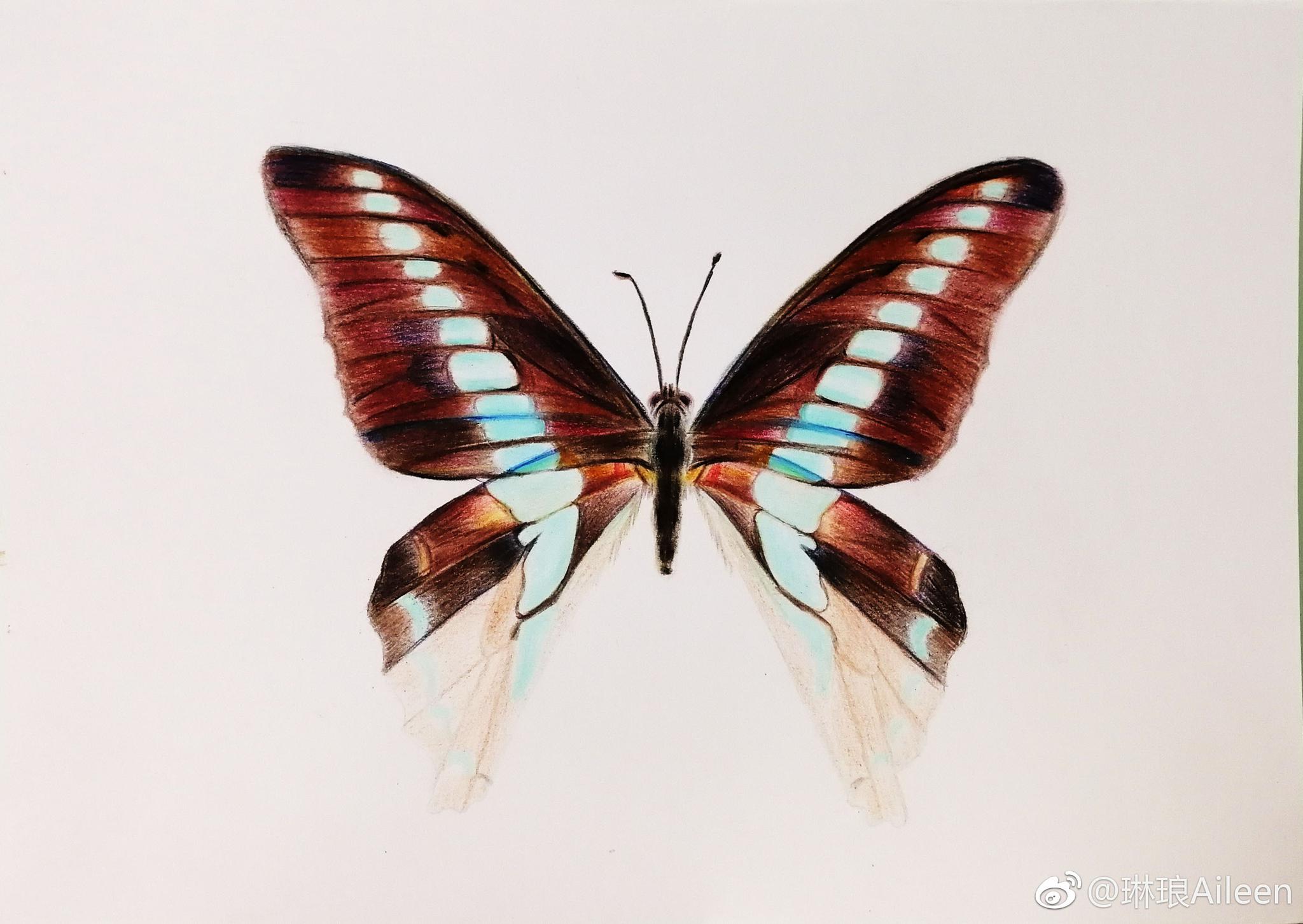 彩铅入门教程一只蝴蝶马可彩铅笔和白卡纸|马可|彩铅笔|彩铅_新浪新闻