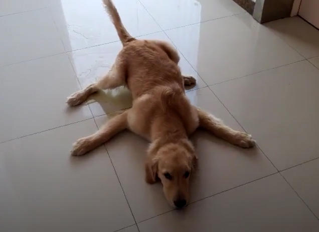 金毛趴地上主人感到不对劲,看清之后气得直叫唤:这狗我不要了!