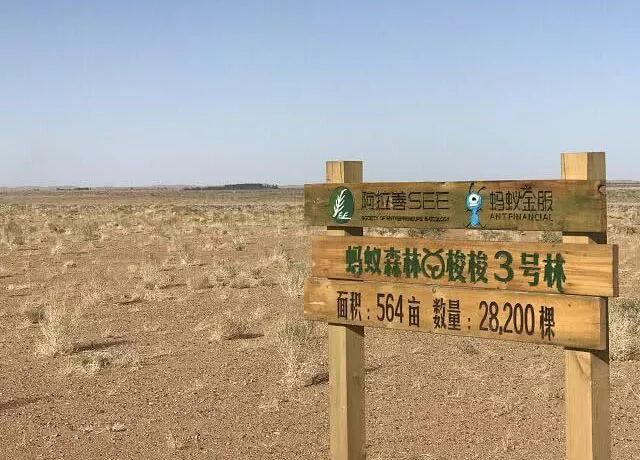 蚂蚁森林里种的梭梭树都长大了没骗人马云我说的都是真的