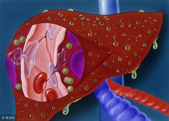 医生:乙肝自愈,主要看这两点