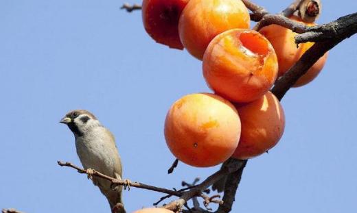 心理测试哪个软柿子最好捏测你是不是被人欺负的对象
