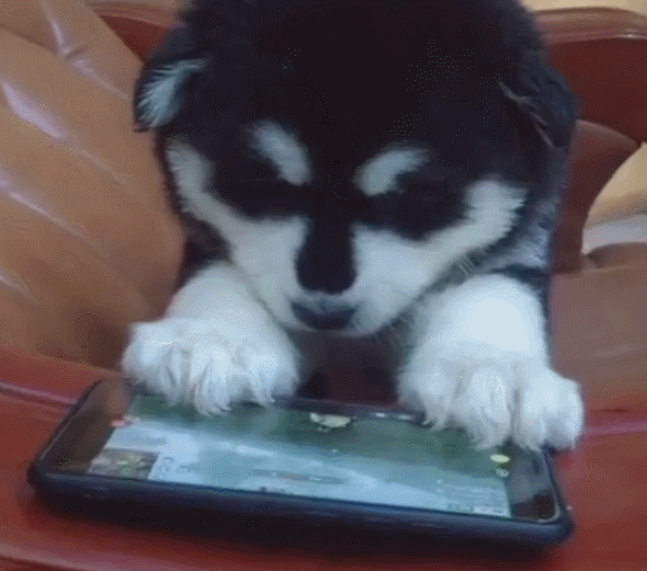 小狗拿手机跟网友玩吃鸡,比人还厉害,对手连狗都不如!