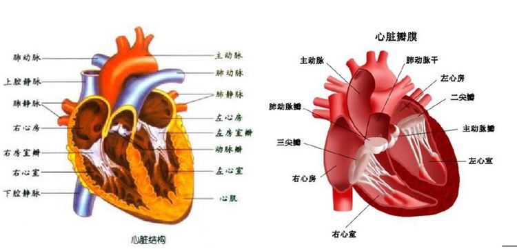 聊一聊心脏及心脏相关检查1|心脏|心室|左心房_新浪新闻