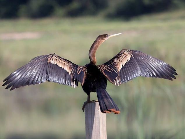 能潜水的蛇鹈,因为与鸬鹚有个不同点,避免了被人类驯养的命运!