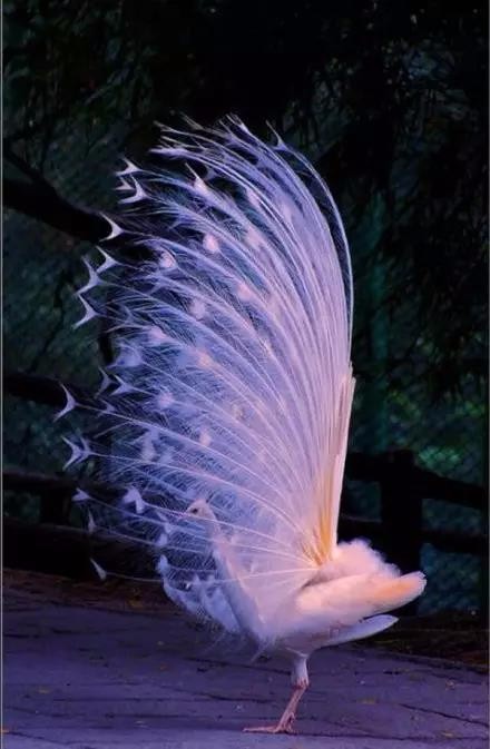 罕见白孔雀洁白无瑕开屏美丽动人