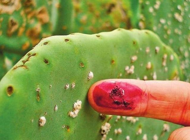 用胭脂虫尸体做口红原料不要惊讶越高档含量越多