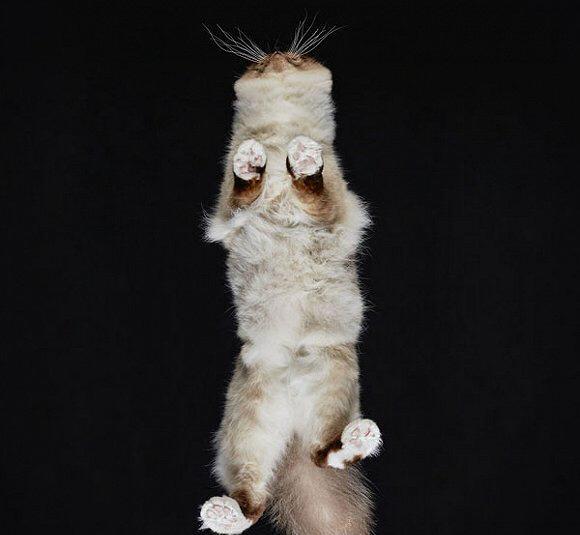 一组猫咪肚皮的照片,这个b面也充满萌点!