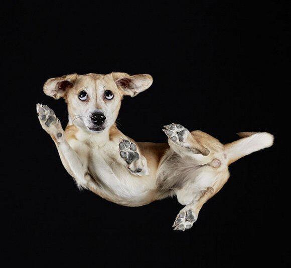 他又开始把注意转向了其他的动物.