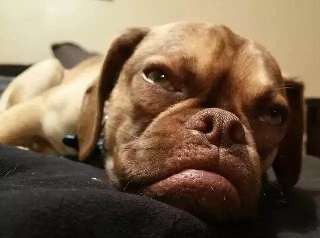 一只天生就不爽的狗狗,脸上总是充满怒气