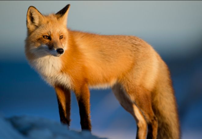 可爱动物雪地里的糯米团子使坏的企鹅还有一只傻狐狸