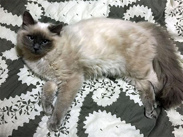 被虐待造成头部永久倾斜45度的小猫,自有别样萌态,让人怜爱