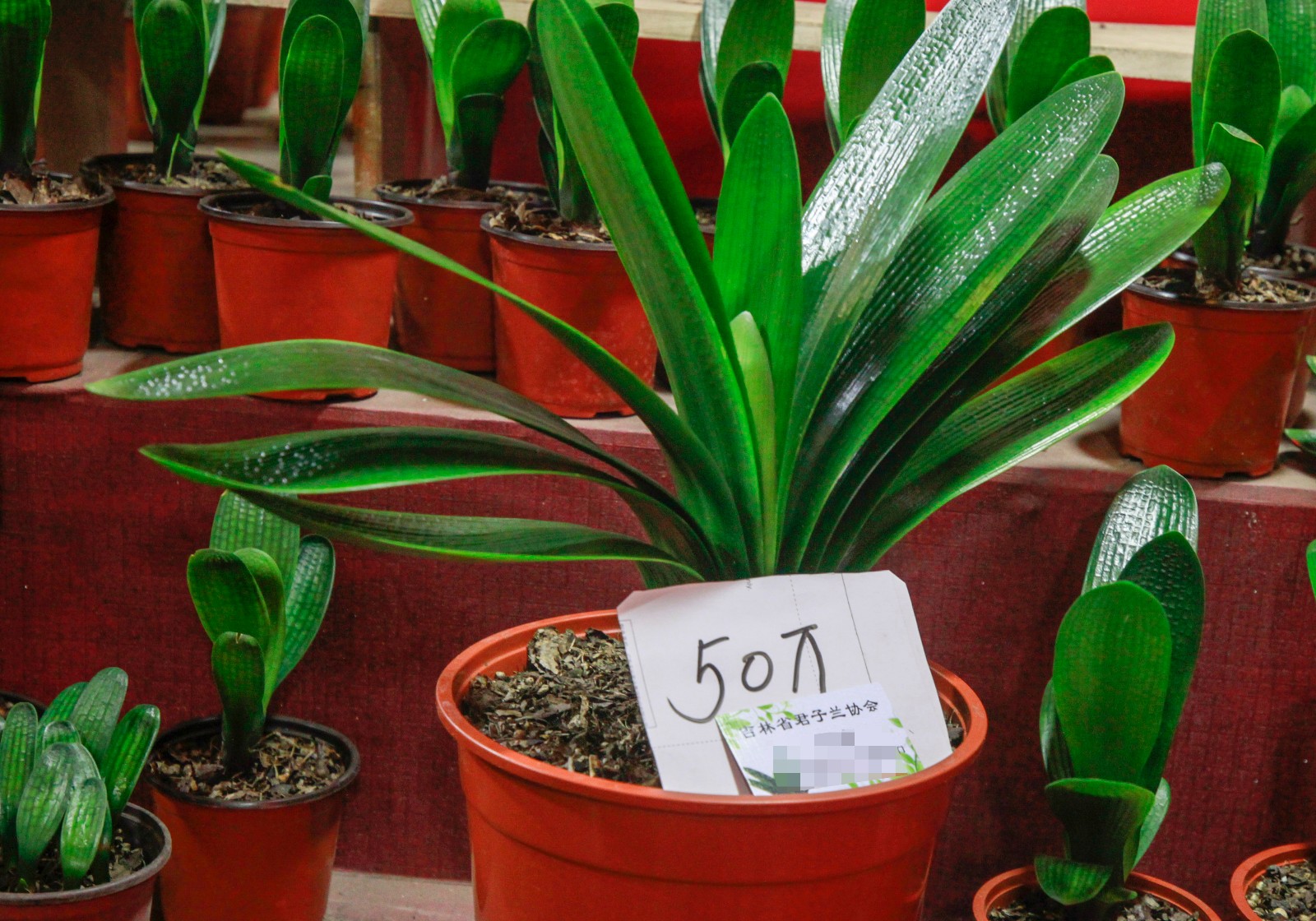 开眼了标价100万君子兰亮相沈阳引围观只敢远看不敢近摸