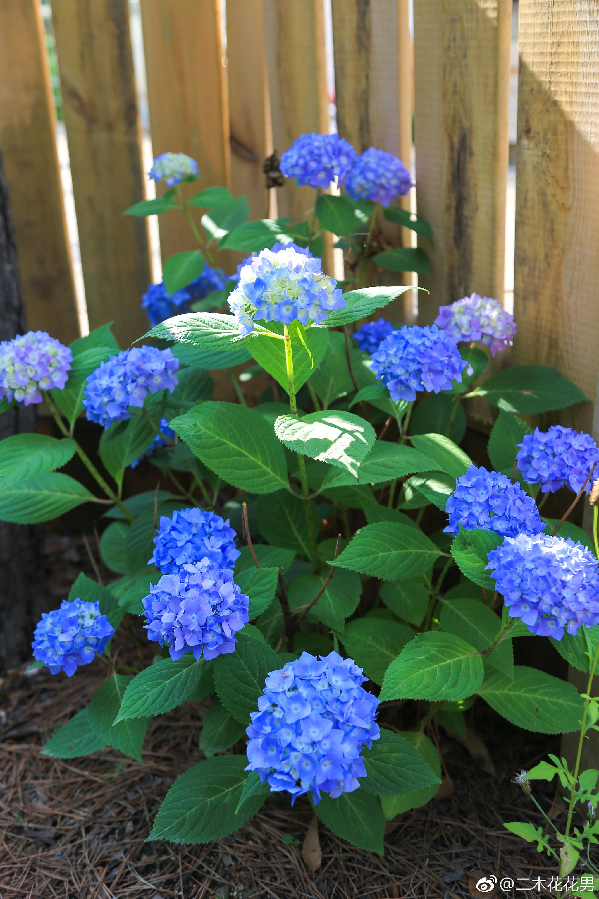 绣球和多肉一样,也会变色,同一个品种不同的颜色粉色和蓝色