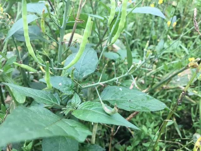 一种名叫白花菜的野菜村里人最爱了好吃的不行