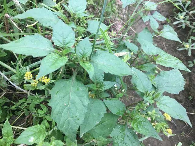 一种名叫白花菜的野菜村里人最爱了好吃的不行