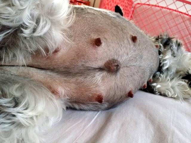 怀孕70天不生的狗狗!网友:难不成你怀的是个哪吒不成?