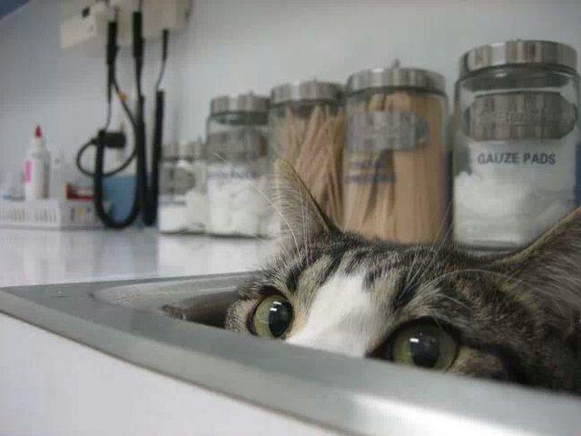 猫咪怕打针,把自己藏了起来——我真的没看到你们哟