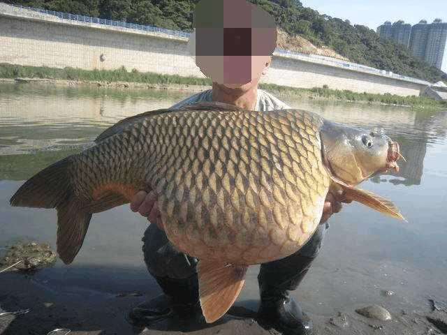 男子钓获这条鱼, 肚子大的感觉要炸了一样, 太奇葩