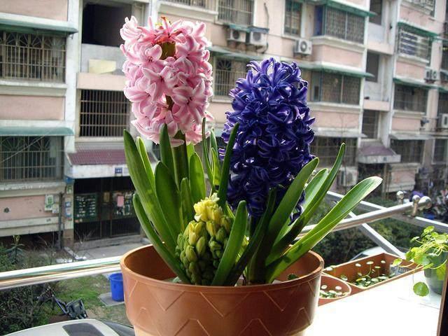 家里养花选这些,比绿萝还好养,芳香四溢飘满屋