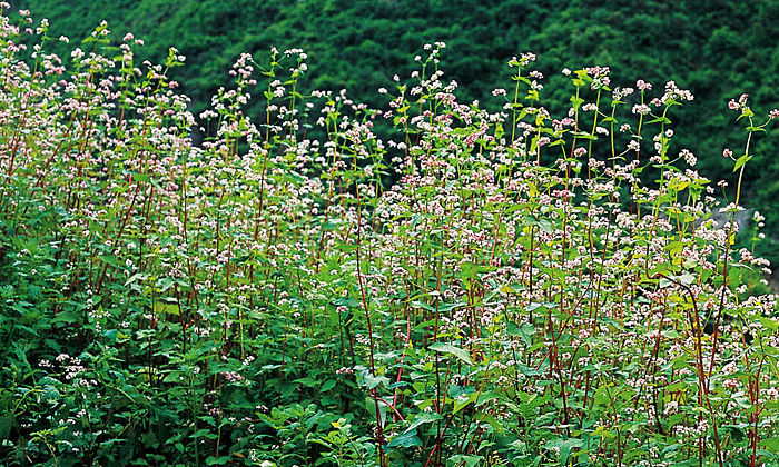 荞麦降低餐后血糖水平