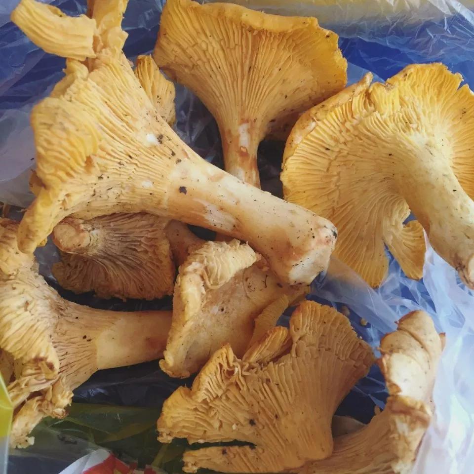 昆明周边最全捡菌子的好去处,趁雨季,赶紧去~|昆明|野生菌|菌子_新浪新闻