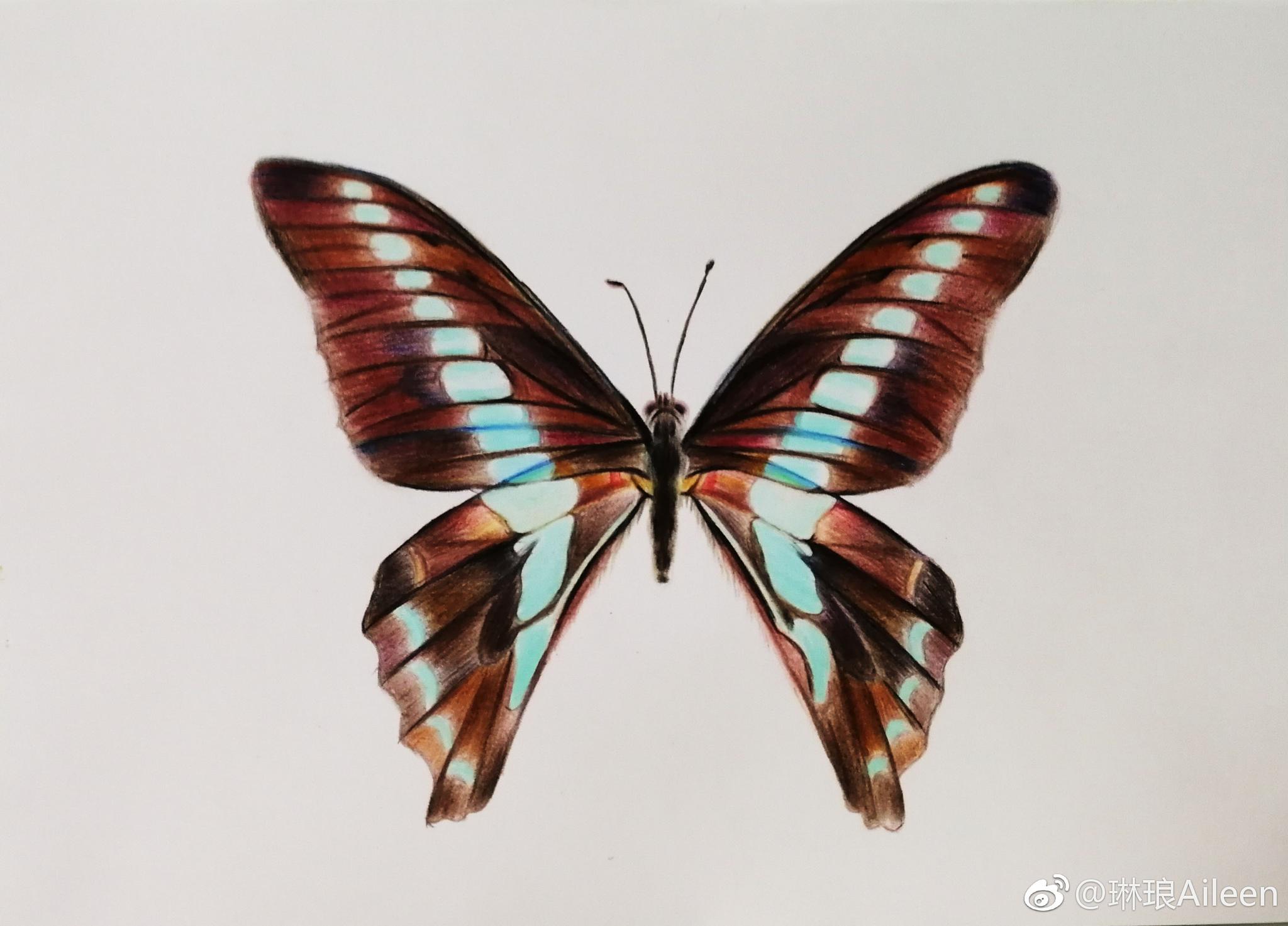 彩铅入门教程一只蝴蝶马可彩铅笔和白卡纸|马可|彩铅笔|彩铅_新浪新闻