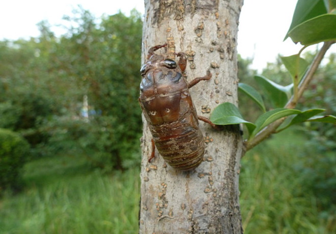 农村果园里的金蝉,有人想养殖它,有人想除掉它,这是为何?