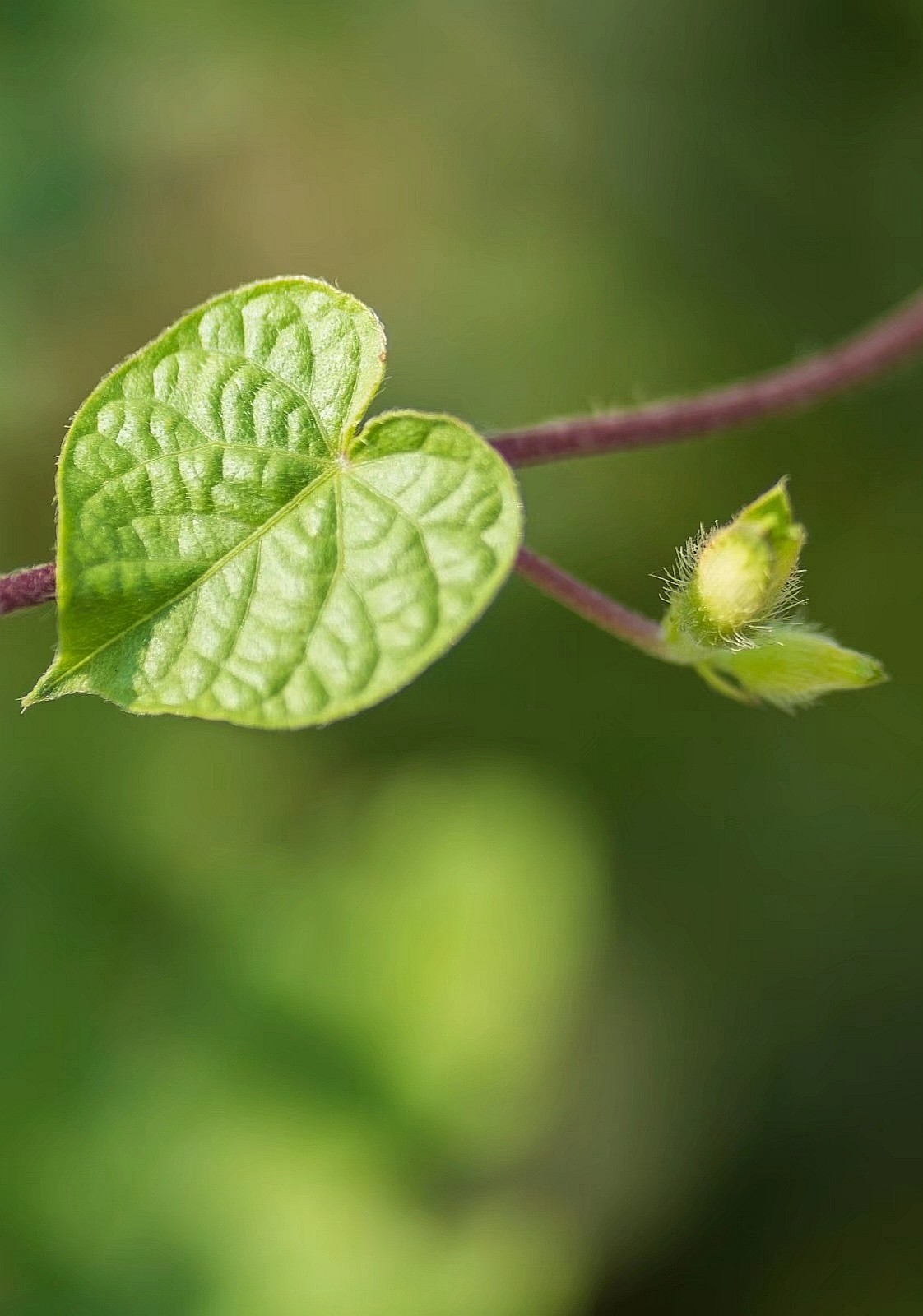 你知道牵牛花的叶子是什么形状吗
