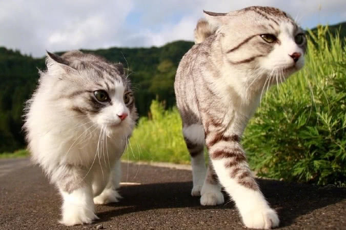 猫咪带着老婆出门遛弯一转眼就成为路人焦点单身狗请绕道走