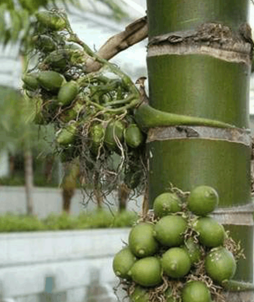 男子吃槟榔3年一天4袋,最后张嘴都费劲,医生的