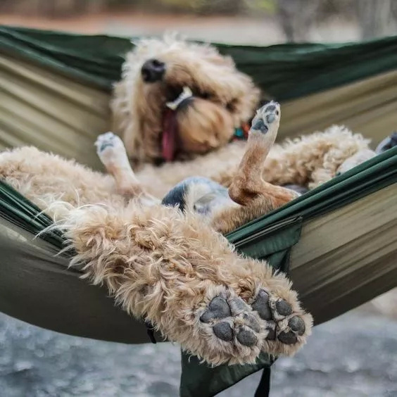 看到狗狗躺在吊床悠闲的画面,真觉得自己活的不如狗!