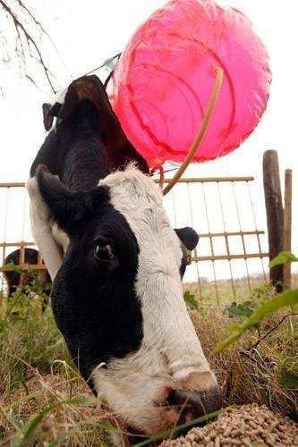 科学家发现牛屁藏着能源奥秘, 一天的屁量足以支撑轿车行驶72小时