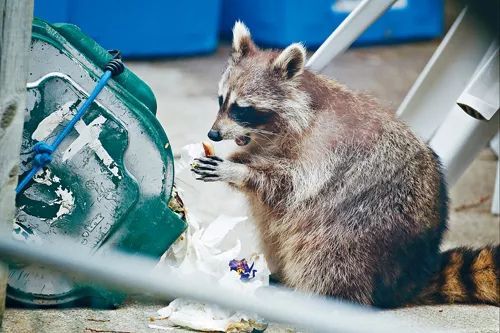 上房揭瓦的小霸王浣熊君又杀回来了!好可爱