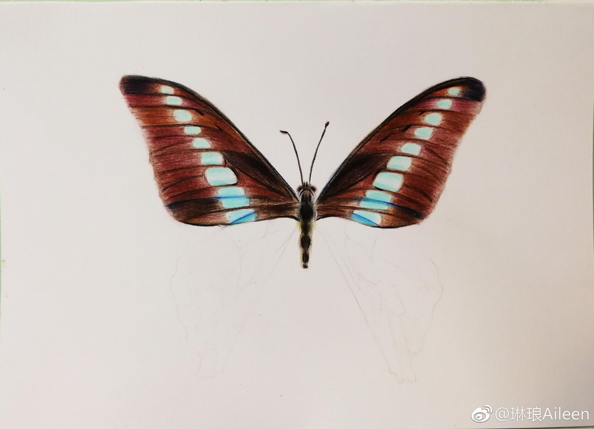 彩铅入门教程一只蝴蝶马可彩铅笔和白卡纸|马可|彩铅笔|彩铅_新浪新闻