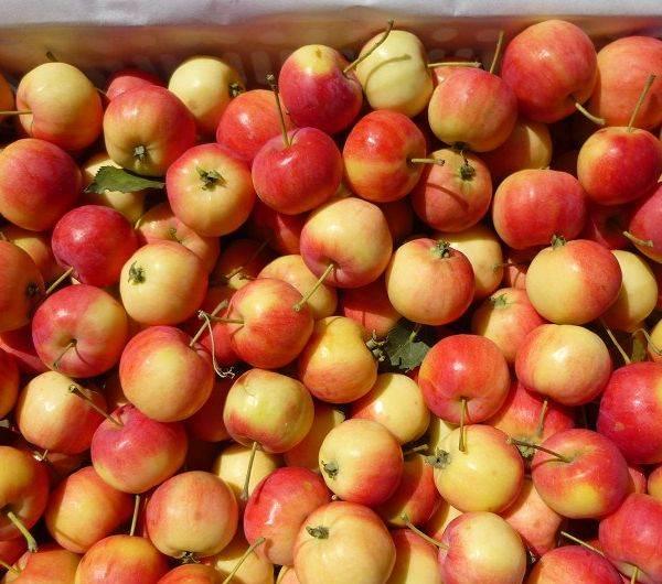 5元一斤的沙果你吃过吗?