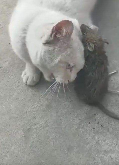 老鼠咬住猫咪的耳朵,猫咪吓得直叫唤,这也太丢猫脸了!