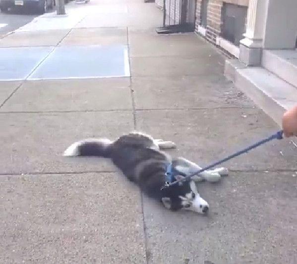 哈士奇被拖着走开始以为是虐狗最后却心疼主人