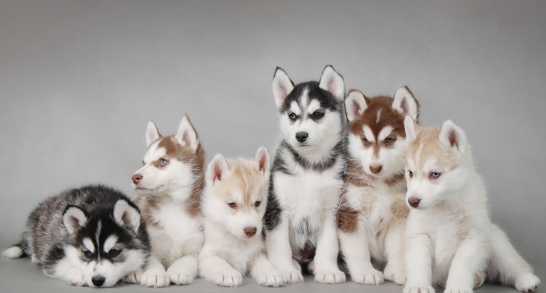 哈士奇——历史上最蠢萌的狗, 没有之一