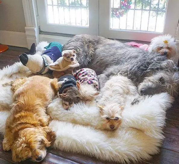 男子5年收养了10只流浪狗,出去散步气势浩大,最后一张有亮点