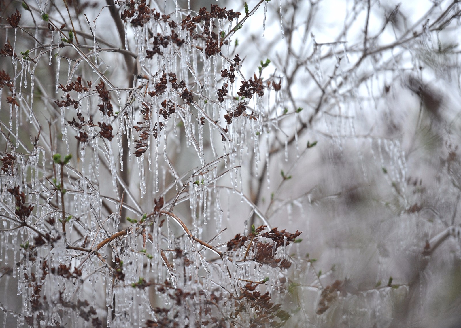 树木结冰桃花盛开成四月奇景,辽宁的春天"神"了_新浪看点
