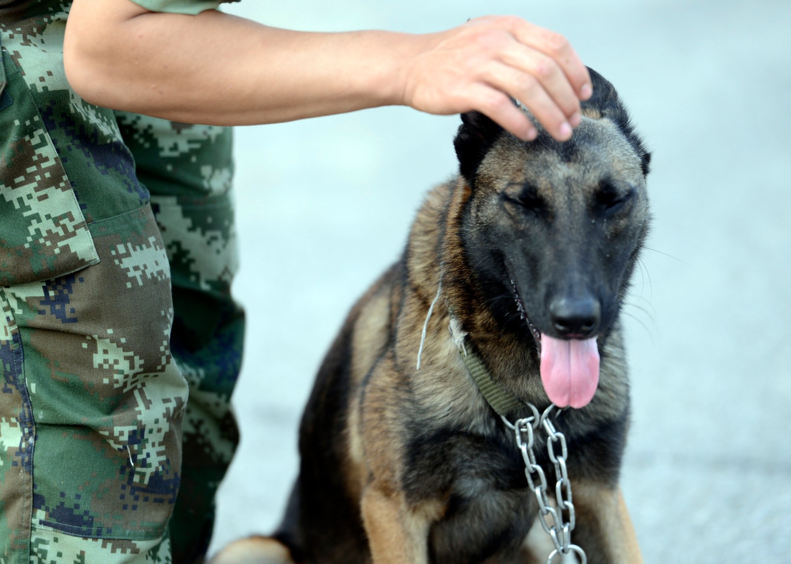 泪奔!警犬流泪告别战友 如情侣分离让人心碎