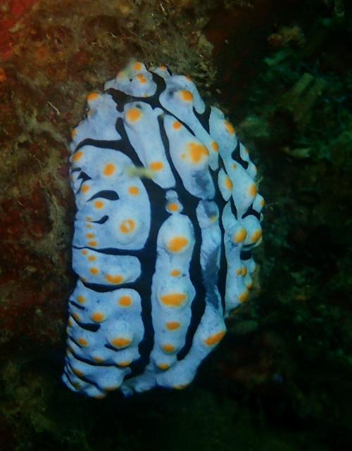 给海兔取个外号(53)-瘤形(22):蓝煎蛋海麒麟