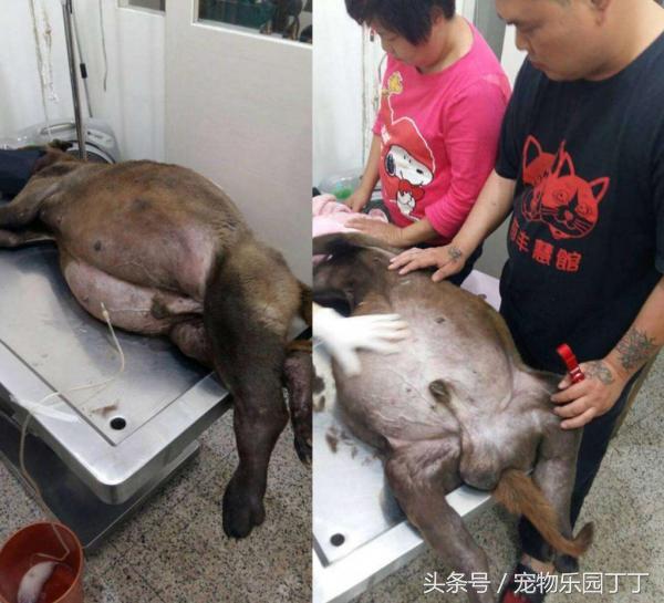 这只狗狗的肚子胀大到差点死掉,结果兽医竟从它体内抽出5大桶的